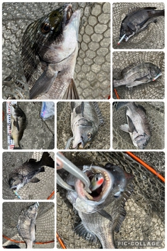 チヌの釣果