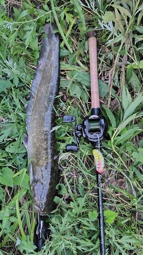ナマズの釣果