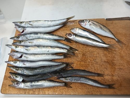 カマスの釣果