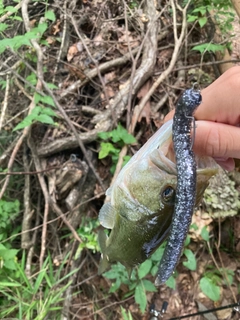 ラージマウスバスの釣果
