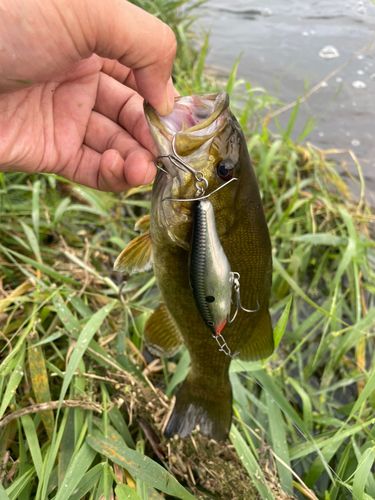 スモールマウスバスの釣果