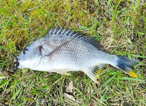 キビレの釣果