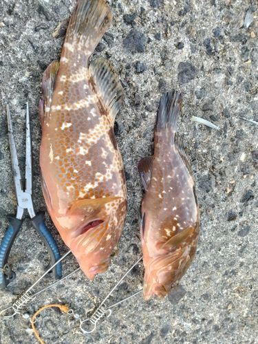 キジハタの釣果