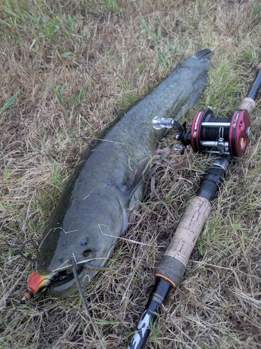ナマズの釣果