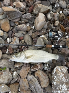 ヒラスズキの釣果
