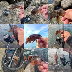 カサゴの釣果