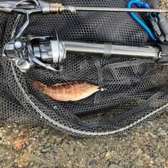 アカササノハベラの釣果