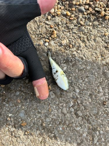 フグの釣果