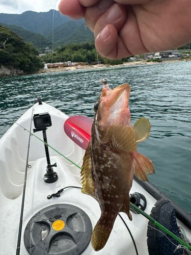アコウの釣果