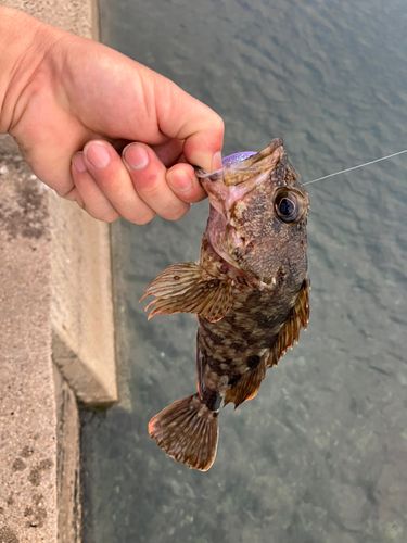 キジハタの釣果