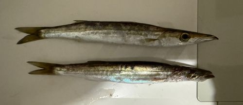 カマスの釣果