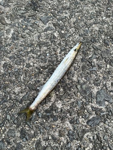 カマスの釣果