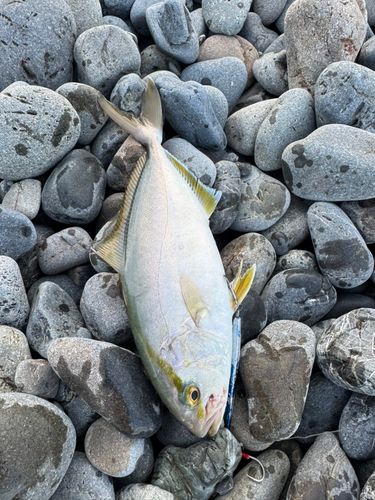ショゴの釣果