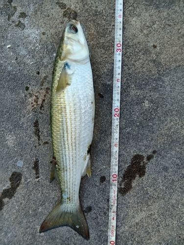 ボラの釣果
