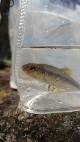 カワムツの釣果