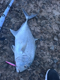 GTの釣果