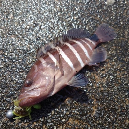 マハタモドキの釣果