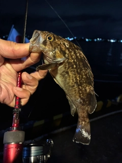 クロソイの釣果