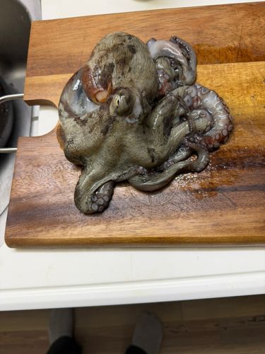 タコの釣果