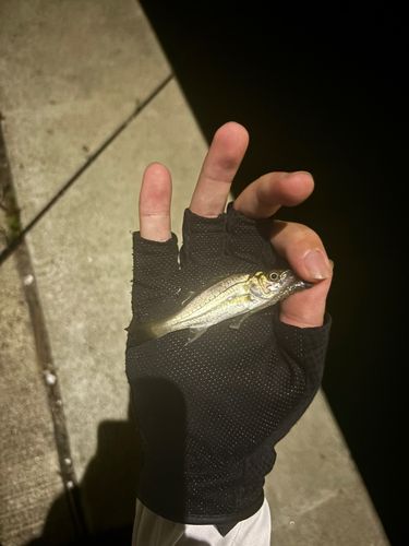 セイゴ（マルスズキ）の釣果