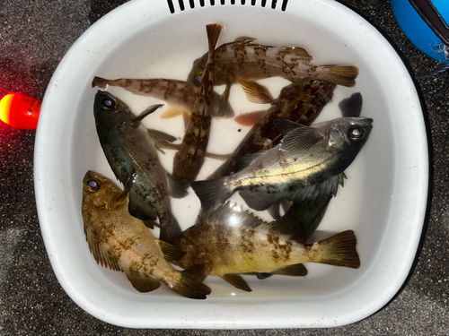 メバルの釣果