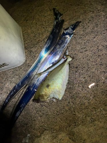 タチウオの釣果
