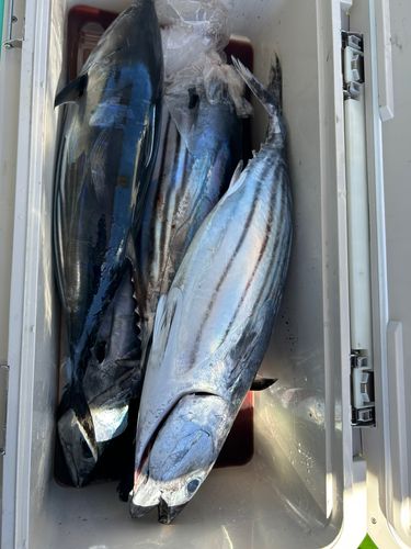 カツオの釣果