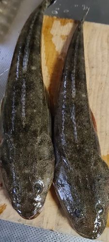 コチの釣果