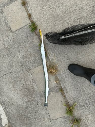 ダツの釣果