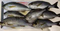 イサキの釣果