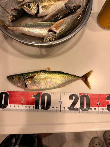 サバの釣果