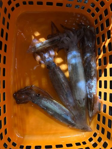 スルメイカの釣果