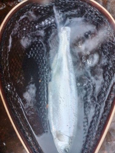 ヒメマスの釣果