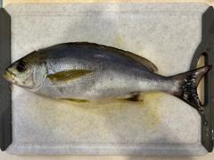 イサキの釣果