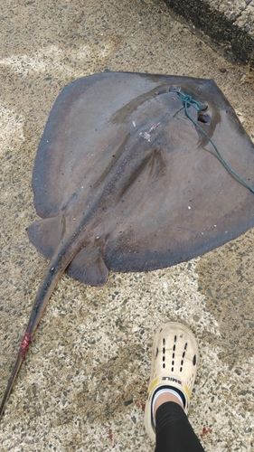 アカエイの釣果