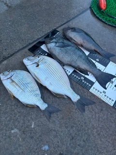 グレの釣果