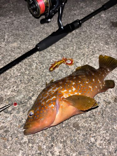 キジハタの釣果