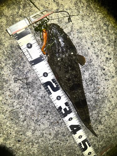 マゴチの釣果