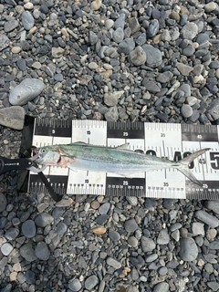 サゴシの釣果