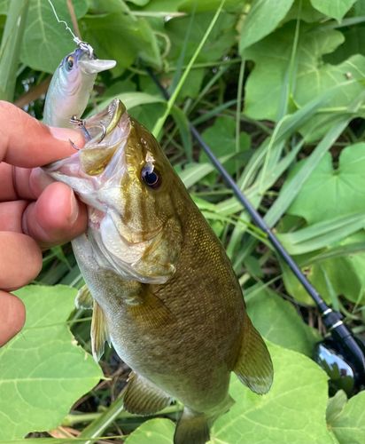 スモールマウスバスの釣果