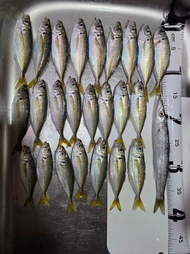 アジの釣果