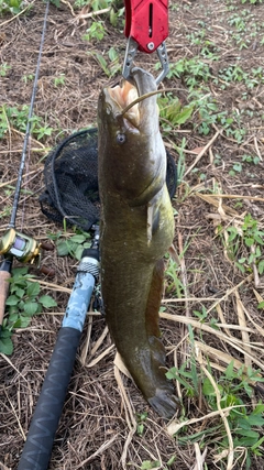 ナマズの釣果