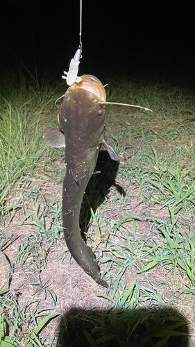 ナマズの釣果