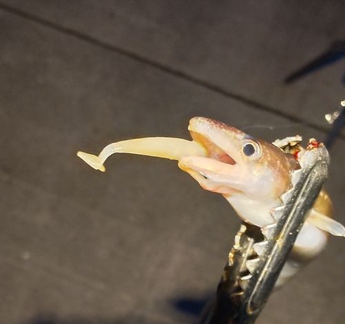 アナゴの釣果