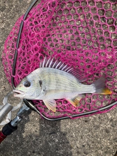 キビレの釣果