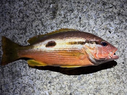ヨコスジフエダイの釣果