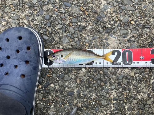 マアジの釣果