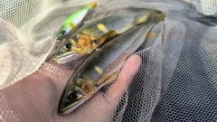 アユの釣果