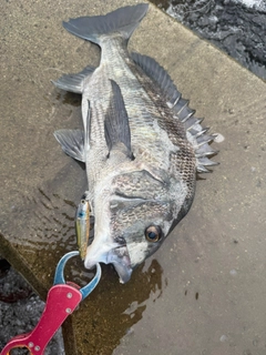 チヌの釣果