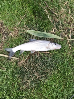 ニゴイの釣果